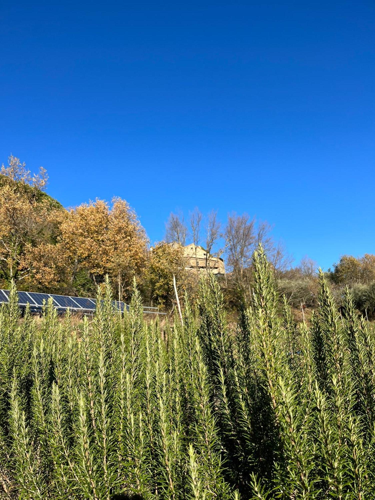 Bio Agriturismo Alba Etrusca Di Cortona - Organic Farmhouse- Appartamento Lavanda-Appartamento Rosmarino - Vasca Idromassaggio Esterna Poggioni Exterior foto